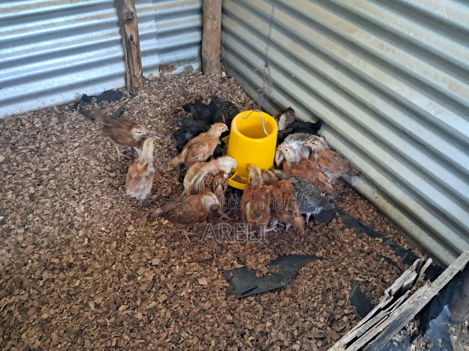 Month Old Chicken