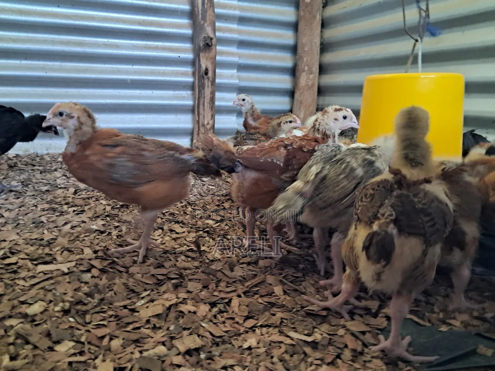 Month Old Chicken
