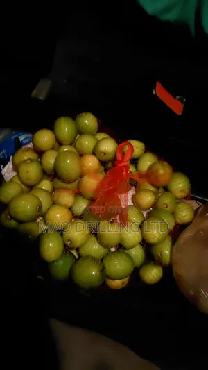 Indian Jumbo Jujube Aka Kunazi