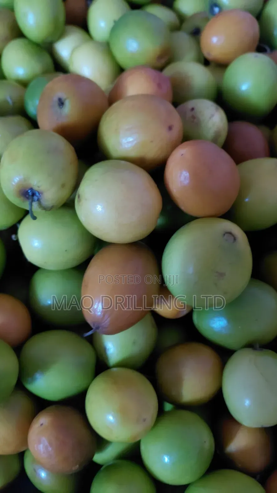 Indian Jumbo Jujube Aka Kunazi