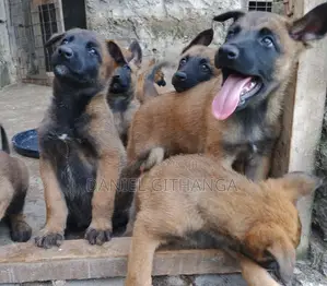1-3 months Male Purebred Belgian Malinois