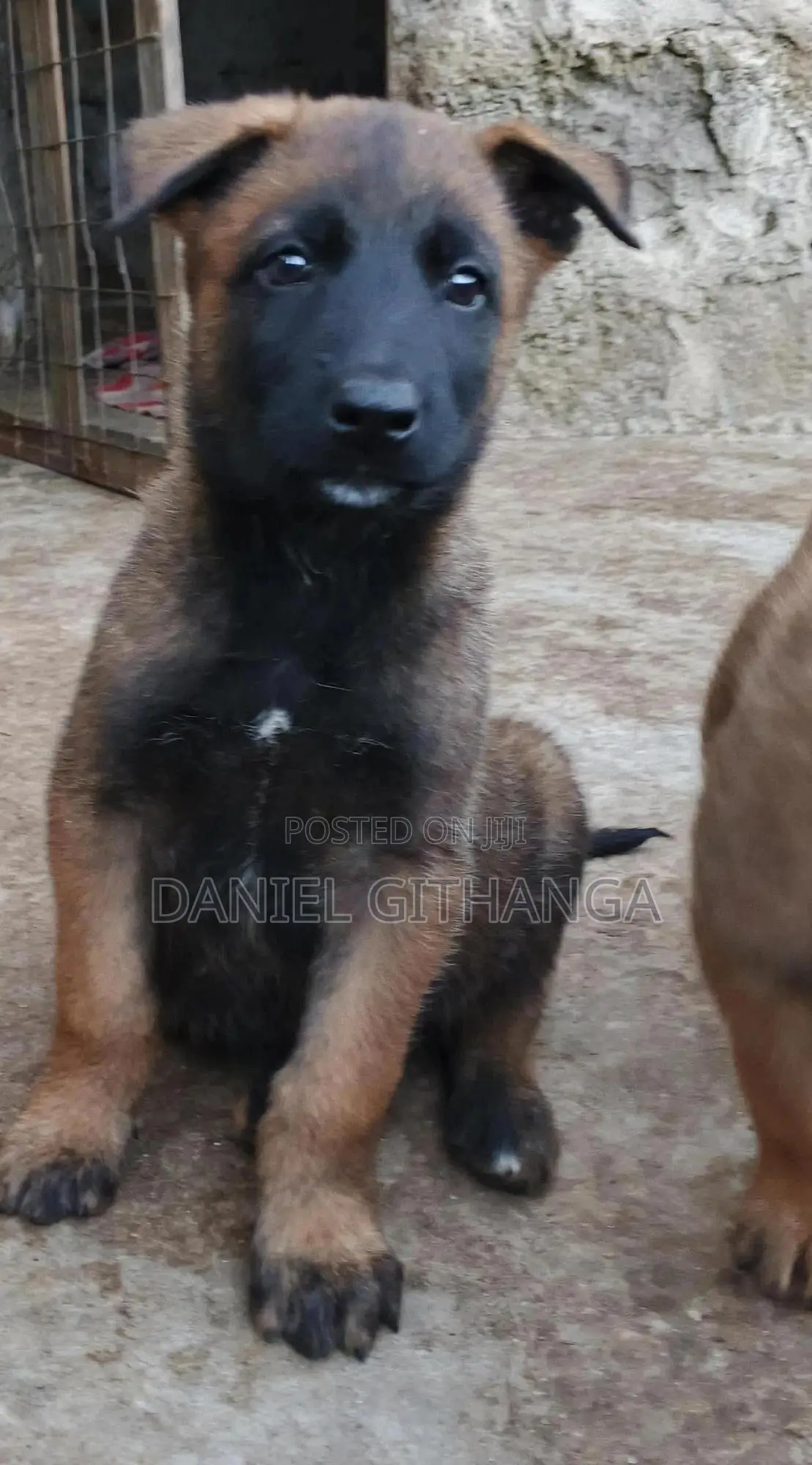 1-3 months Male Purebred Belgian Malinois
