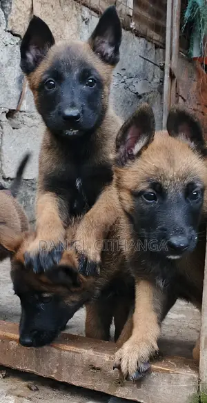 1-3 months Male Purebred Belgian Malinois