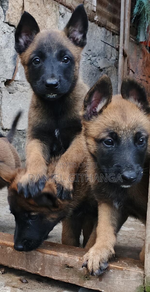 1-3 months Male Purebred Belgian Malinois - thumbnail 3