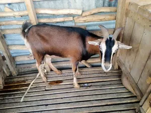 High Quality Pedigree Dairy Goats