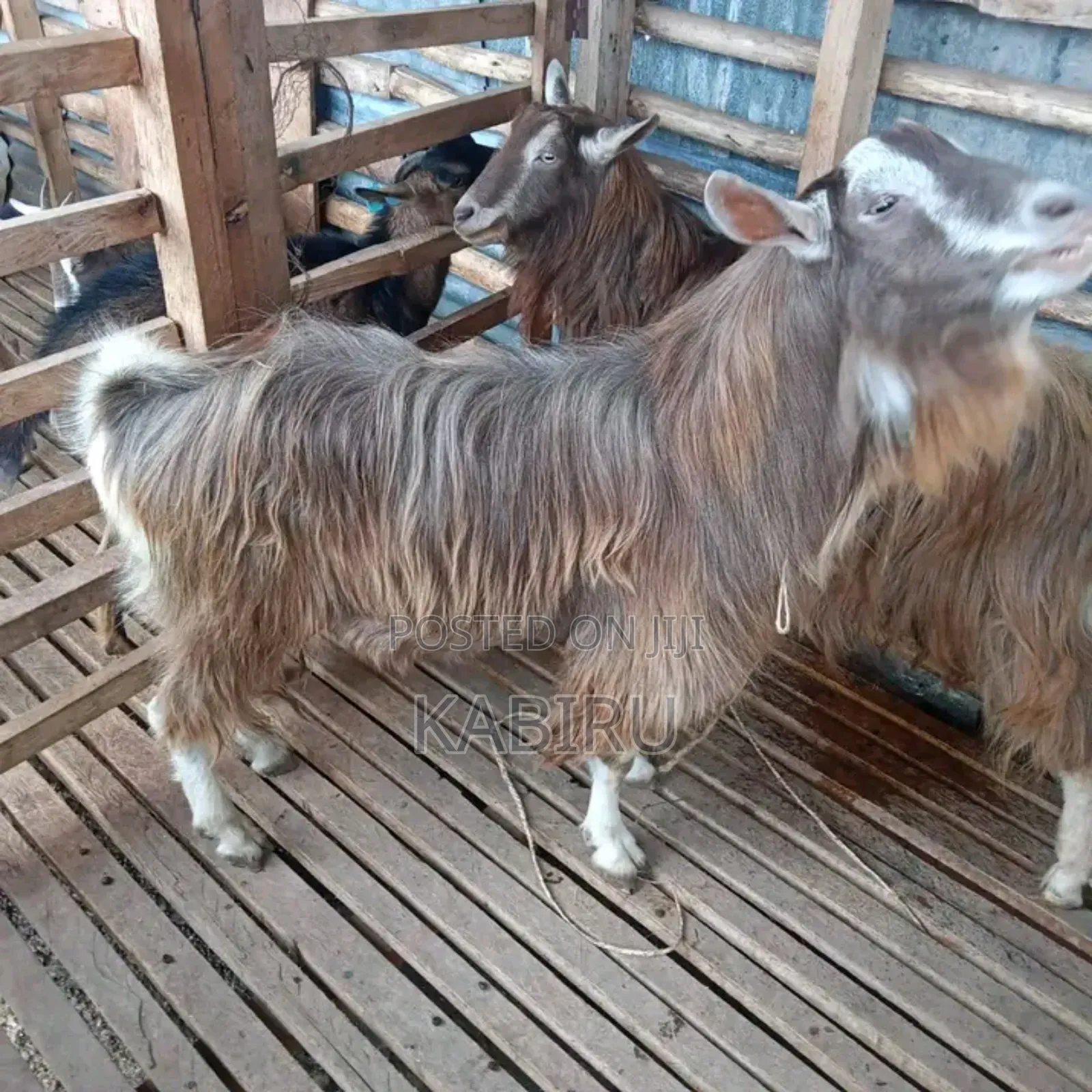 High Quality Pedigree Dairy Goats