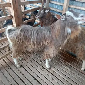 High Quality Pedigree Dairy Goats