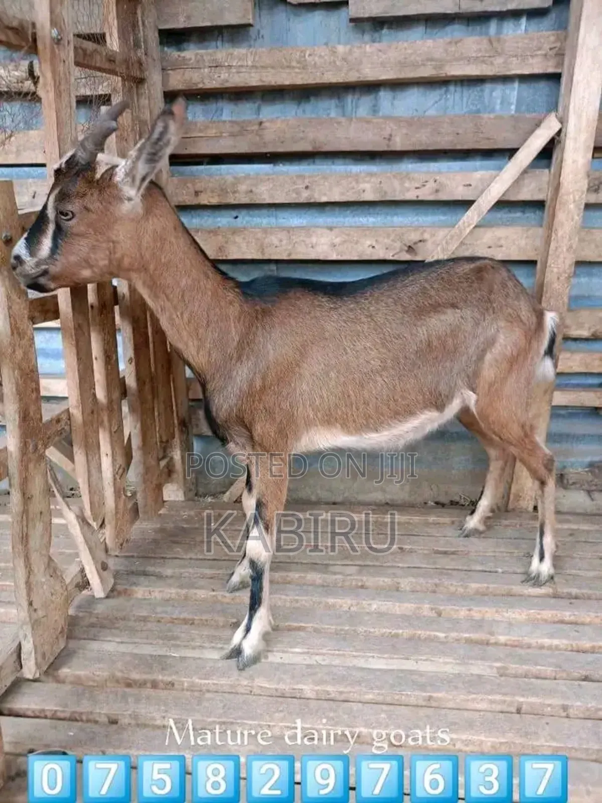High Quality Pedigree Dairy Goats