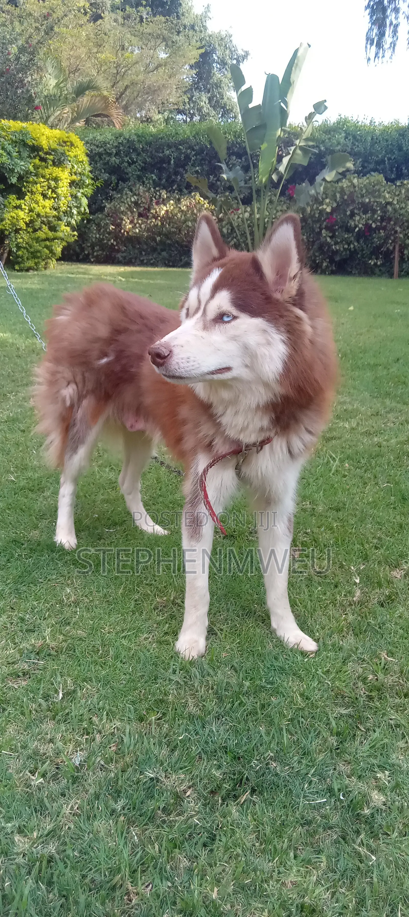 1+ year Female Purebred Siberian Husky