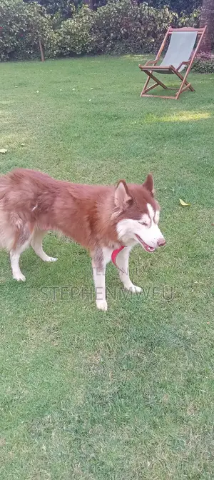 1+ year Female Purebred Siberian Husky