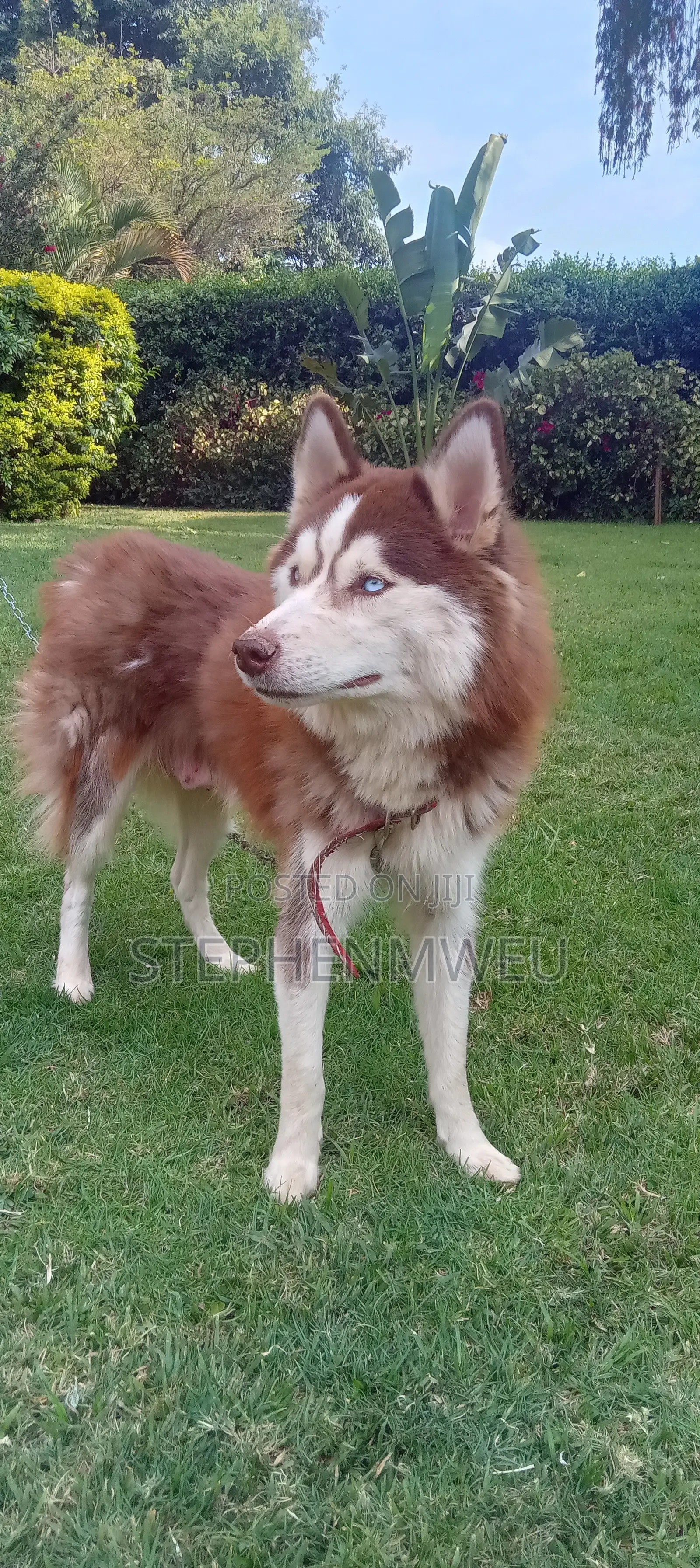 1+ year Female Purebred Siberian Husky
