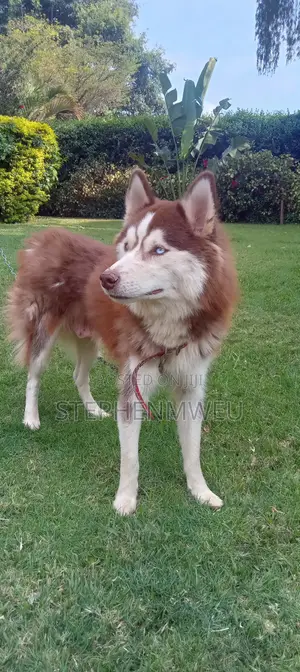 1+ year Female Purebred Siberian Husky