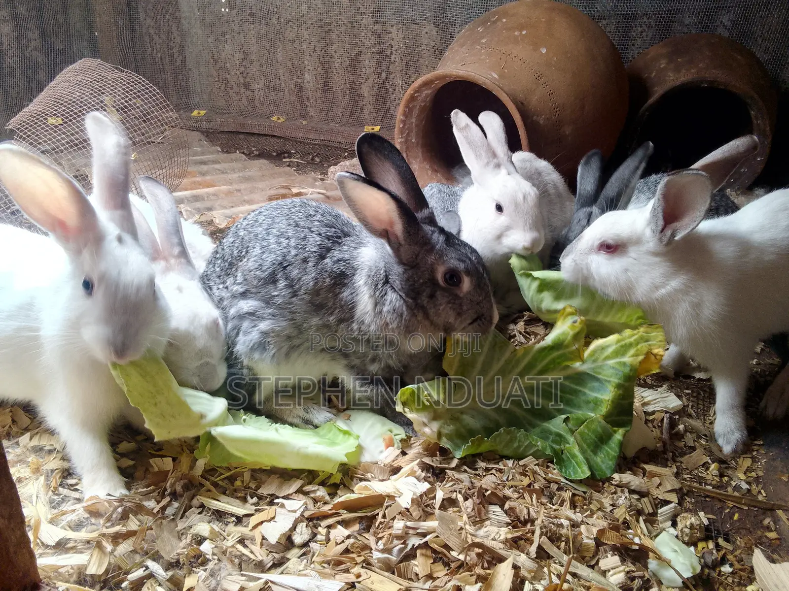 4 Male Rabbits for Sale