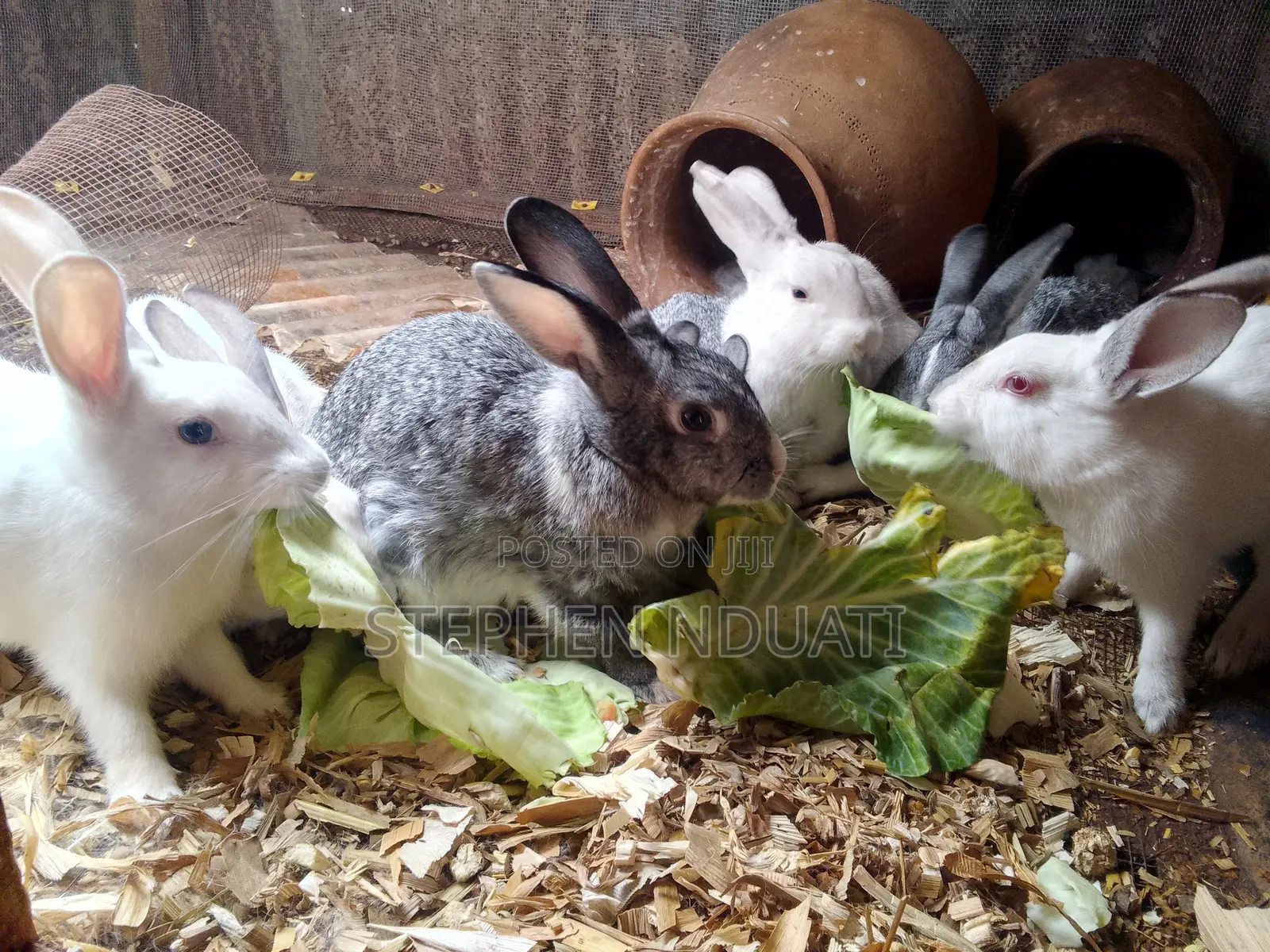 4 Male Rabbits for Sale