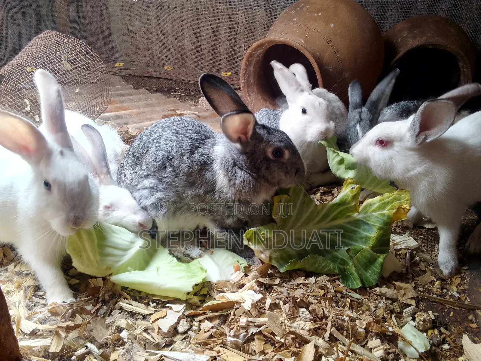 4 Male Rabbits for Sale