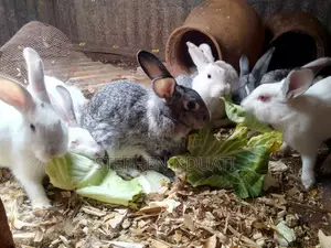 4 Male Rabbits for Sale