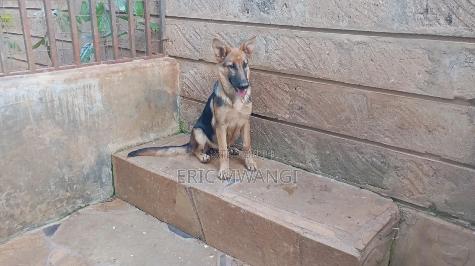 3-6 months Female Purebred German Shepherd