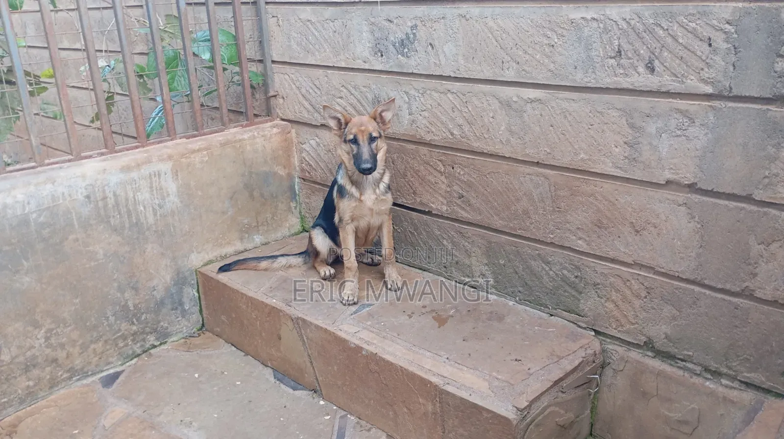 3-6 months Female Purebred German Shepherd