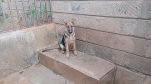3-6 months Female Purebred German Shepherd