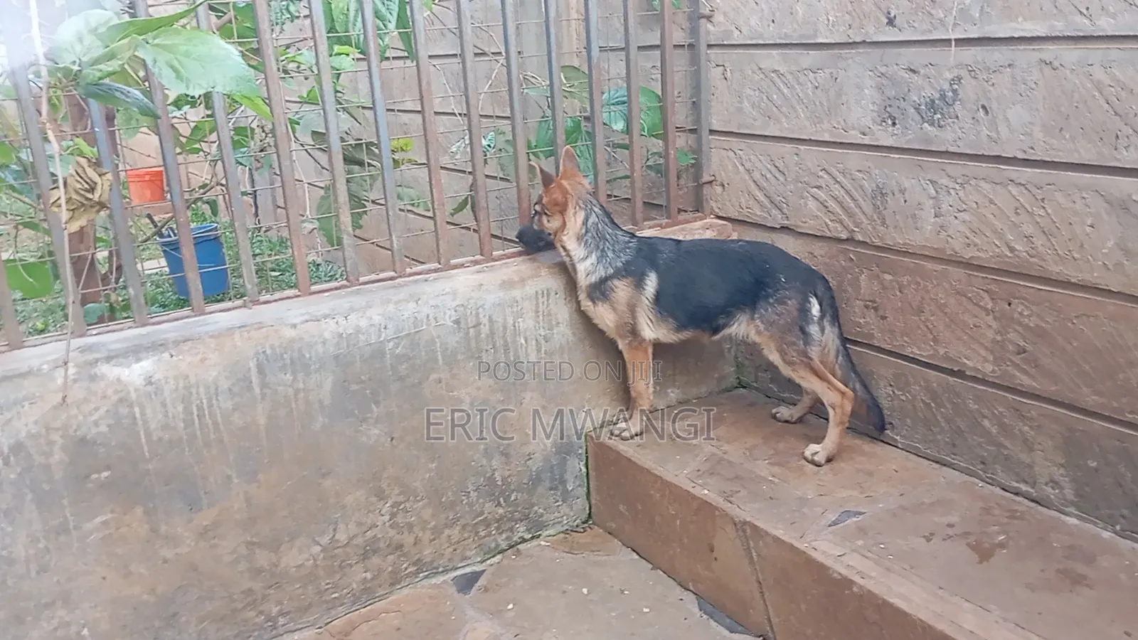 3-6 months Female Purebred German Shepherd