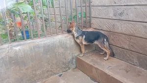 3-6 months Female Purebred German Shepherd
