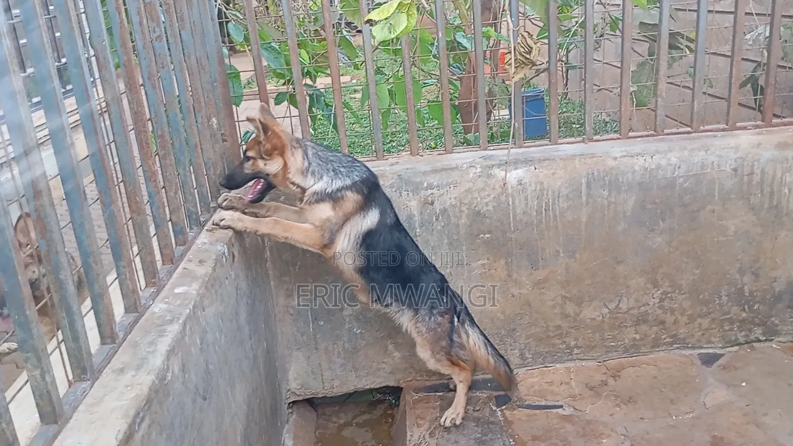 3-6 months Female Purebred German Shepherd