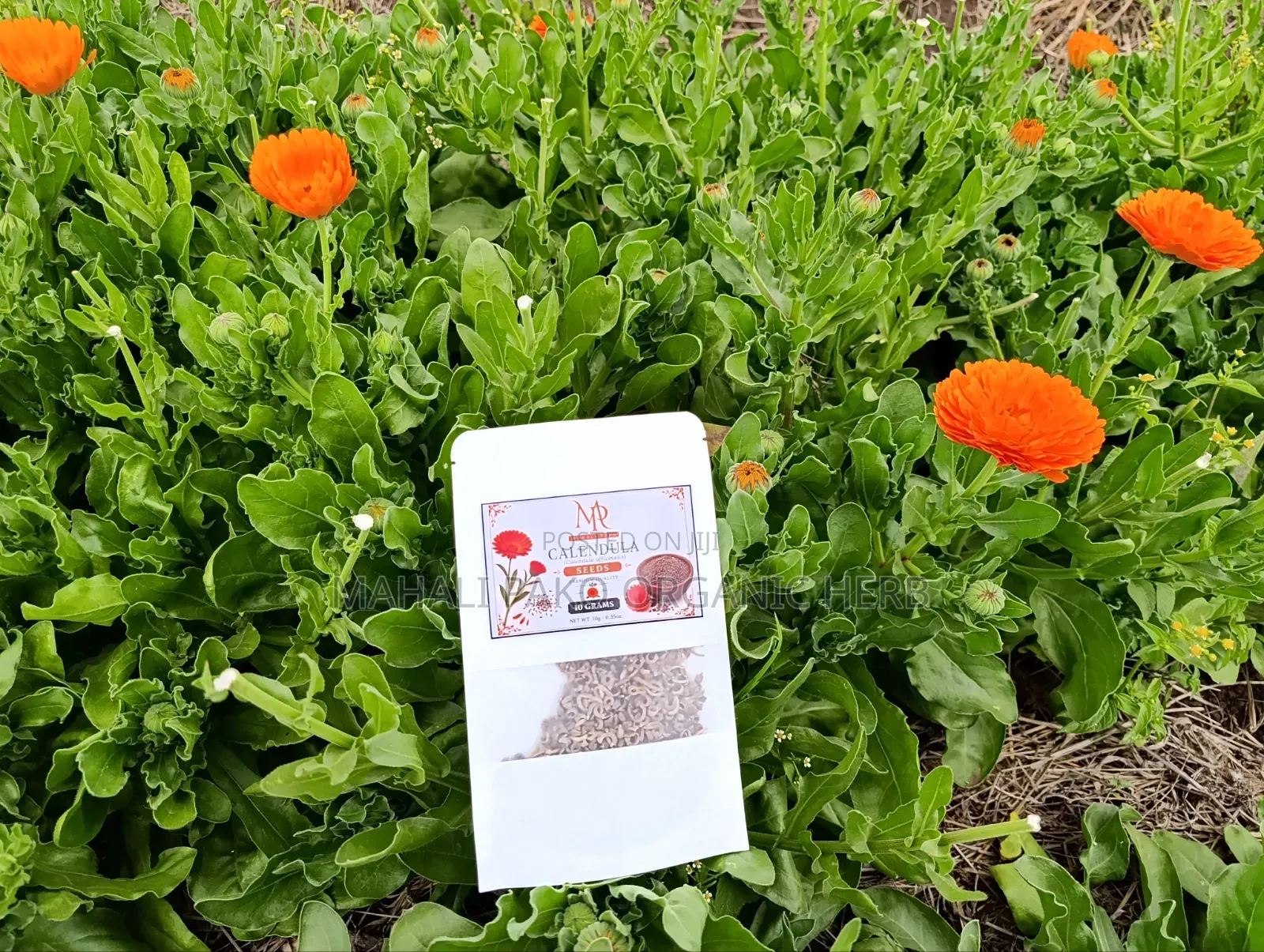 Natural Calendula Series (Calendula Officinalis): Flowers Seeds