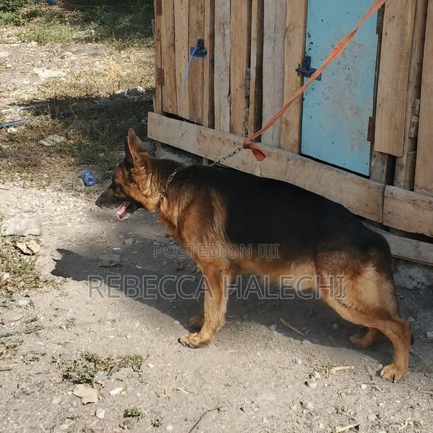 1+ year Male Purebred German Shepherd