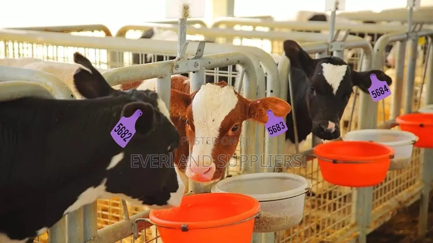 Cattle Large Ear Tags With Bold Identification - Numbered