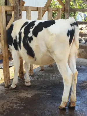 Pedigree Dairy Cows for Sale | High Yielding Herds