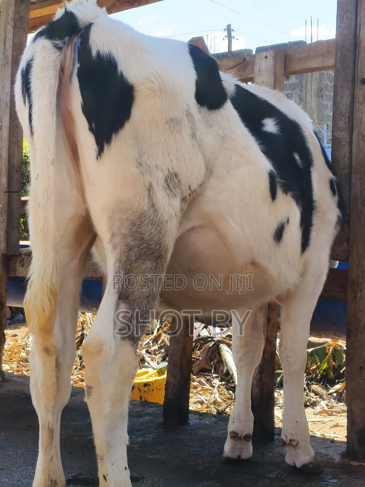 Pedigree Dairy Cows for Sale | High Yielding Herds