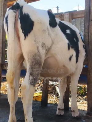 Pedigree Dairy Cows for Sale | High Yielding Herds