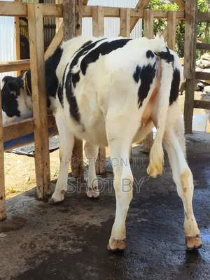 Pedigree Dairy Cows for Sale | High Yielding Herds