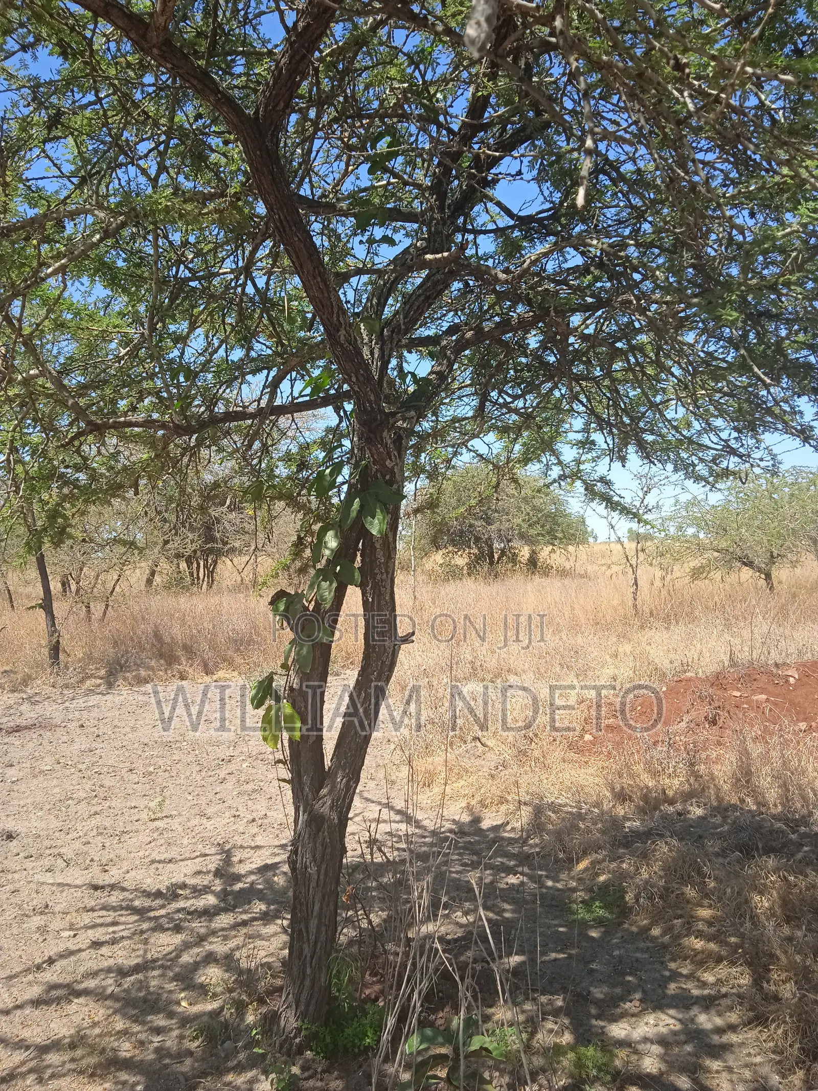 Land for Sale One Acre