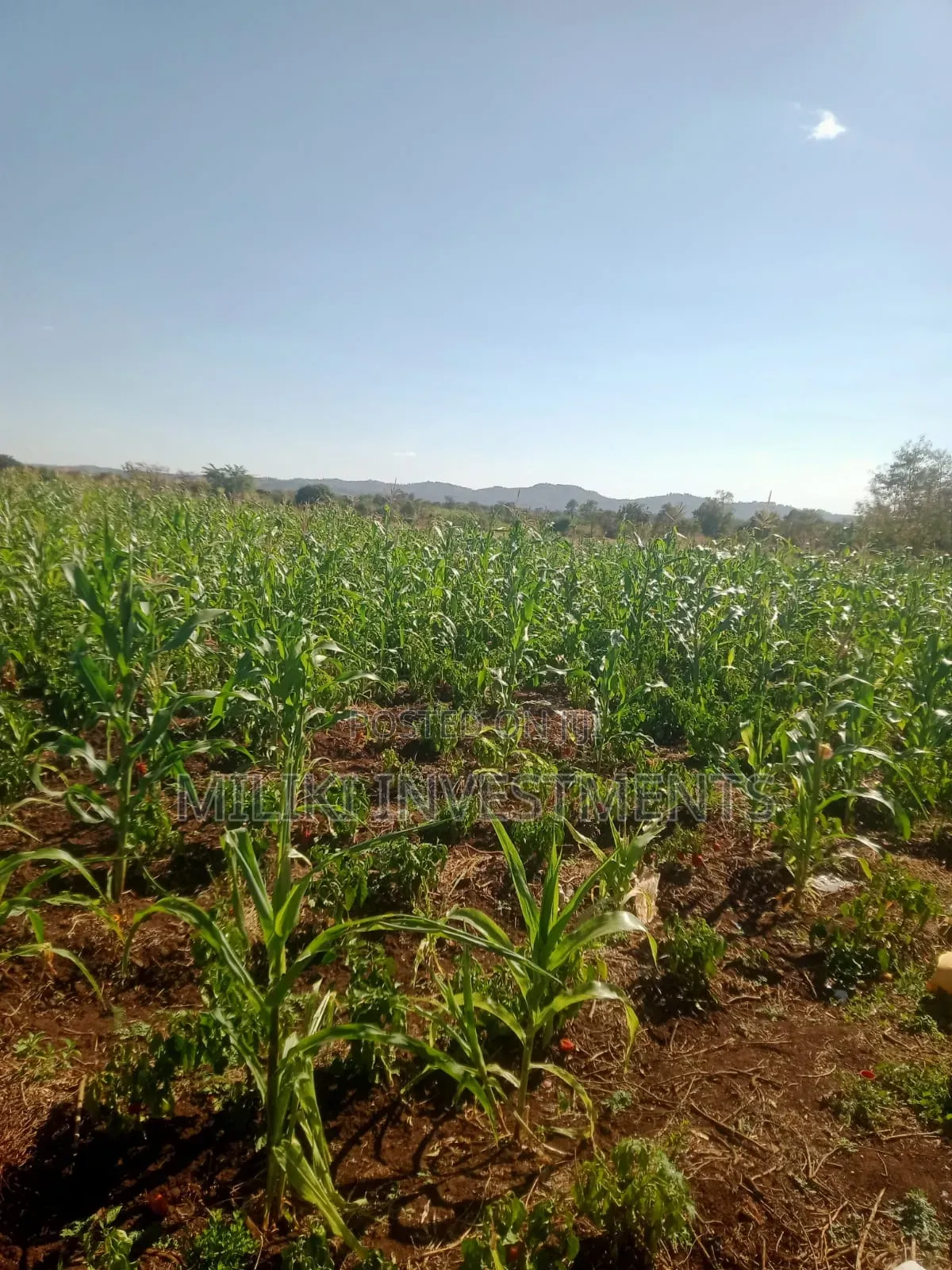 3 Acres on Sale at Murang'a -Mirira
