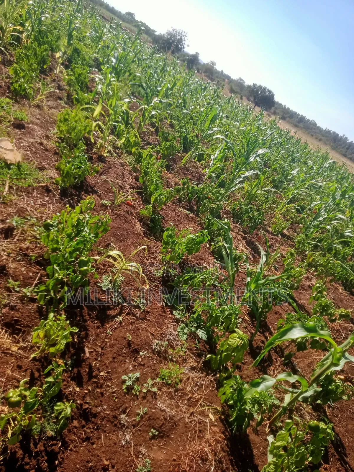 3 Acres on Sale at Murang'a -Mirira