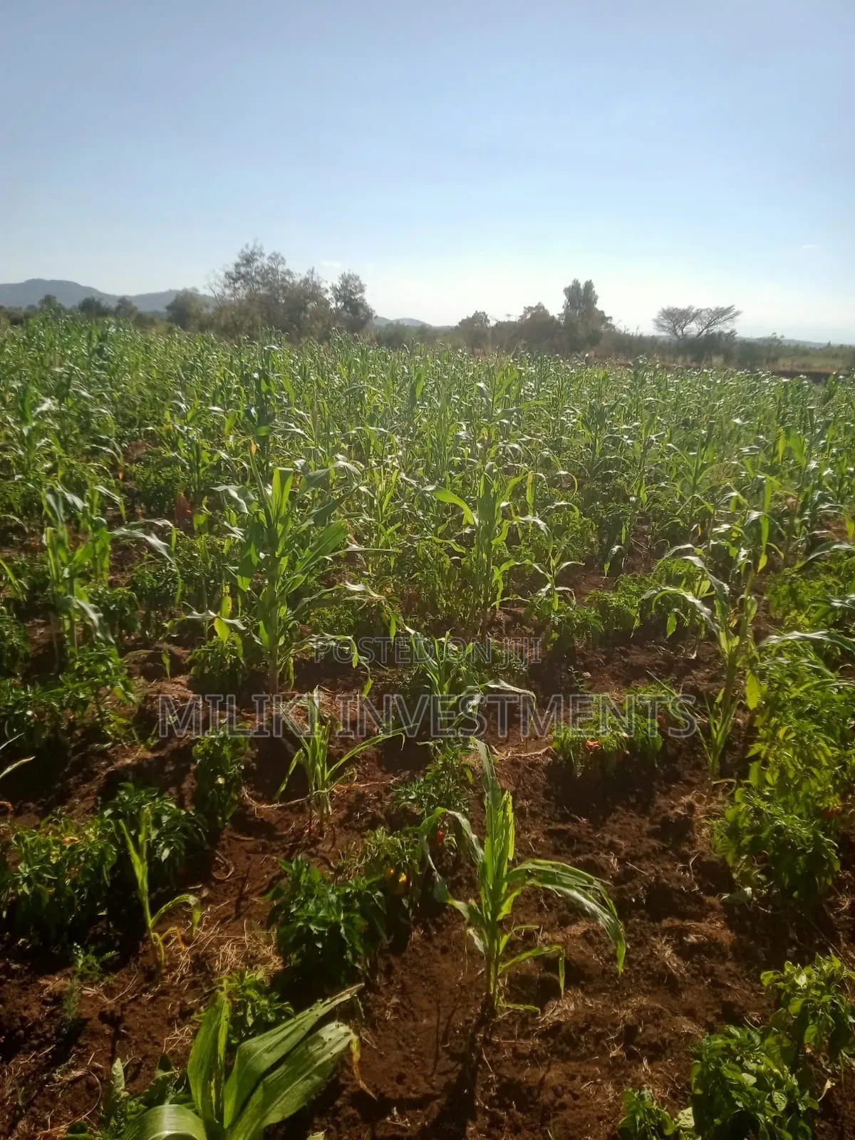 3 Acres on Sale at Murang'a -Mirira