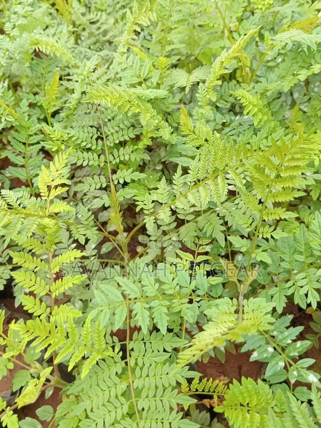 Jacaranda Mimosifolia (Jacaranda) Seedlings for Sale