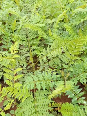 Jacaranda Mimosifolia (Jacaranda) Seedlings for Sale