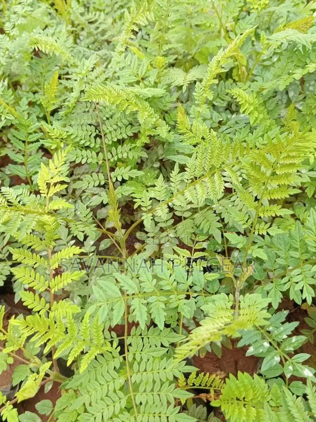 Jacaranda Mimosifolia (Jacaranda) Seedlings for Sale