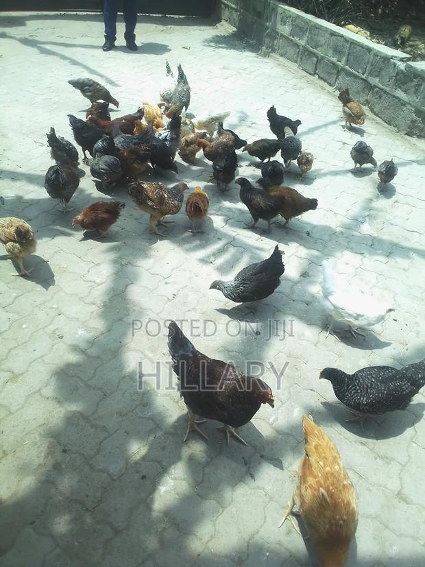 Poultry Farming