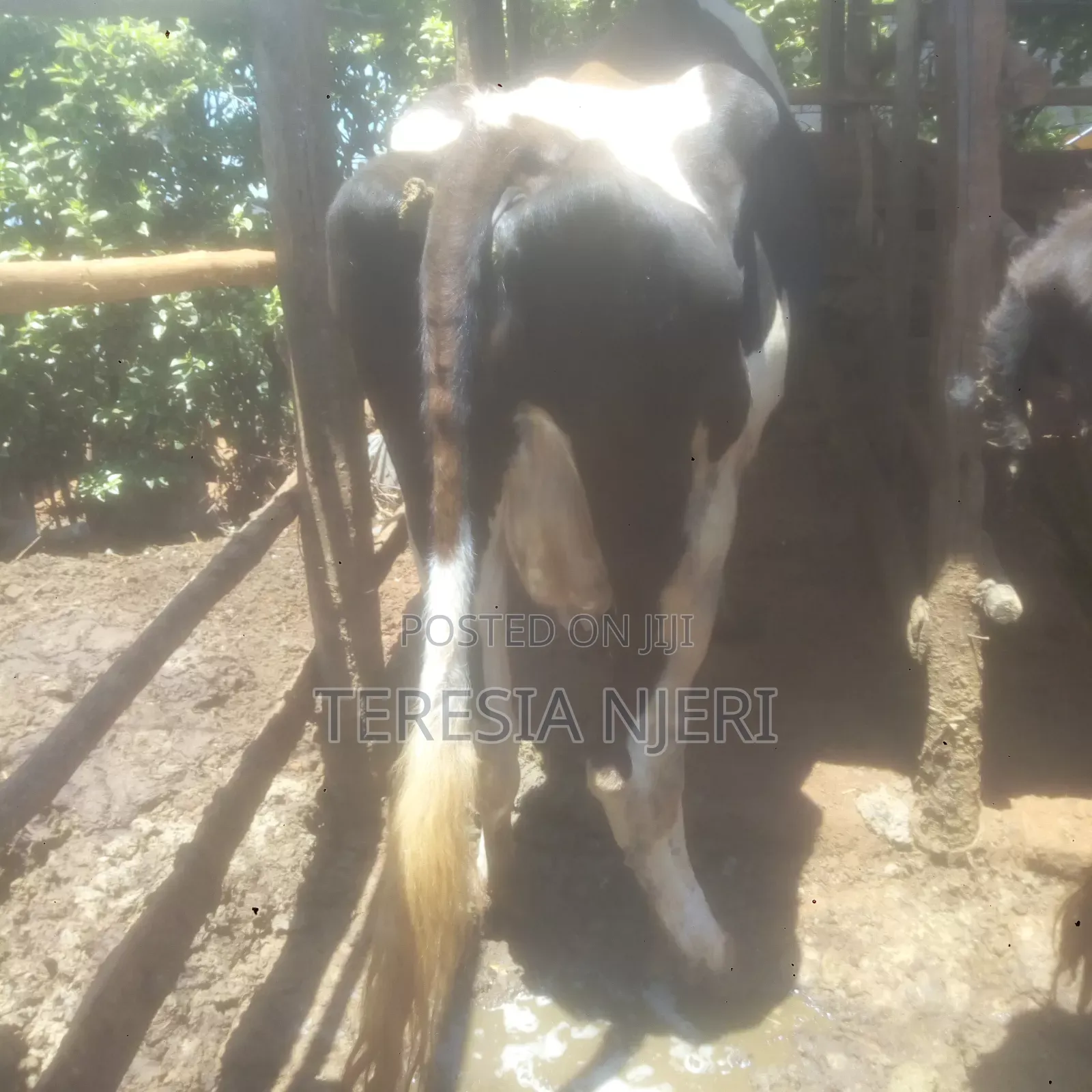 Ashafleshian Cow