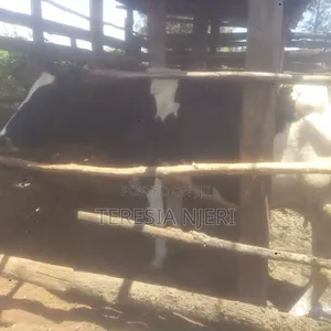 Ashafleshian Cow