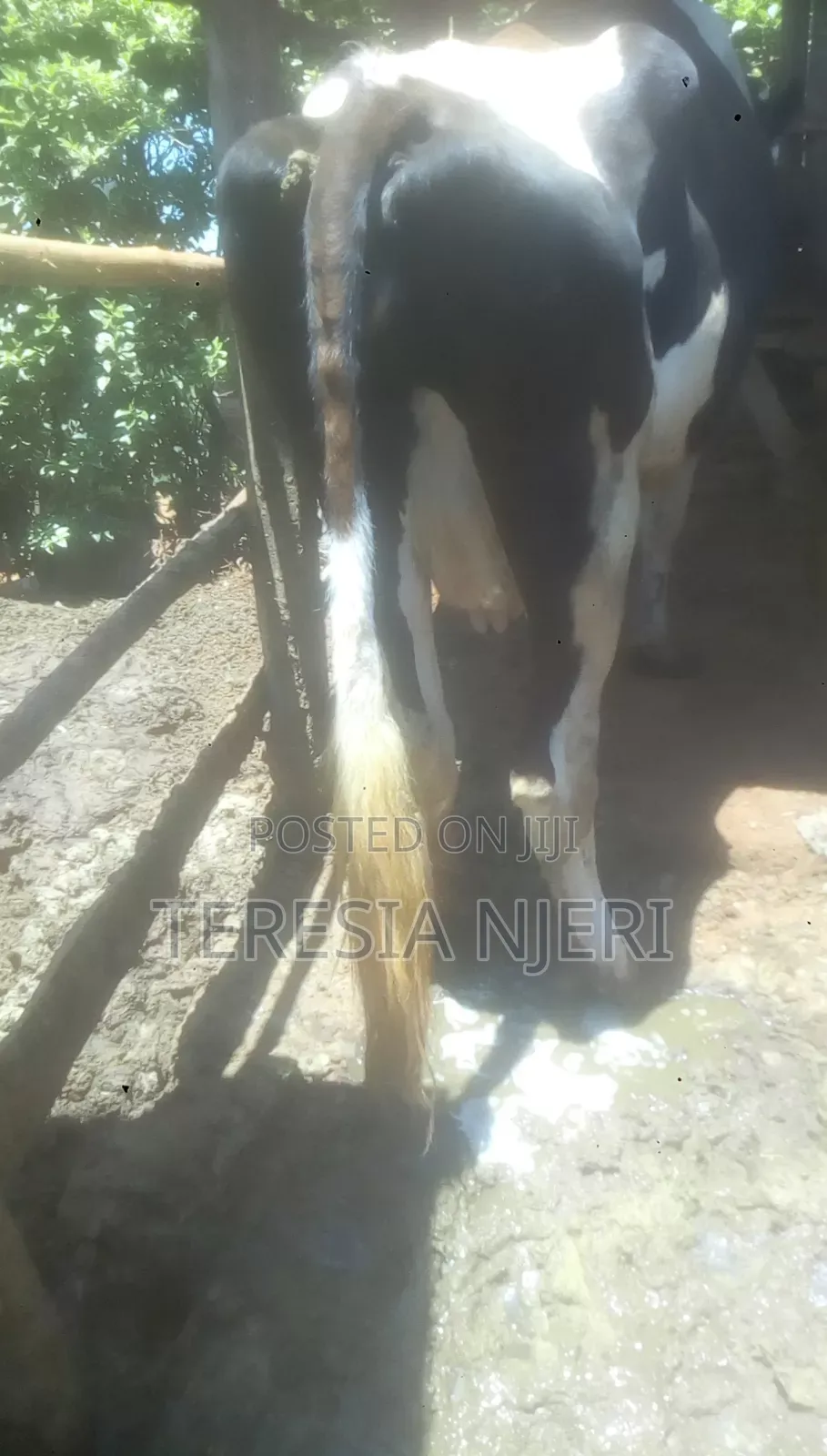 Ashafleshian Cow