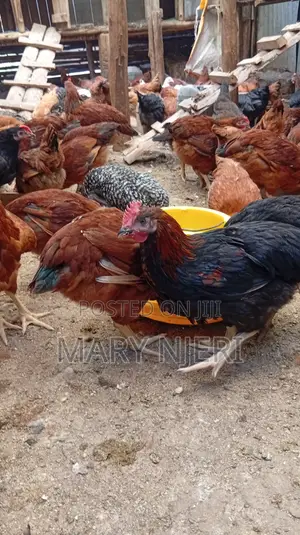 Selling Improved Kienyeji Chicken