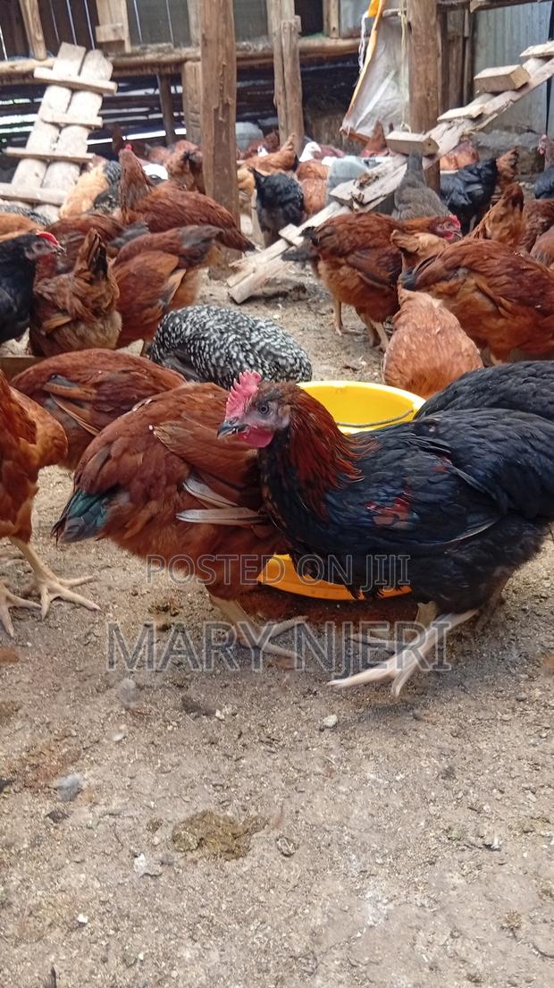 Selling Improved Kienyeji Chicken