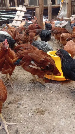 Selling Improved Kienyeji Chicken