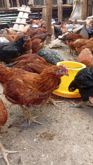 Selling Improved Kienyeji Chicken