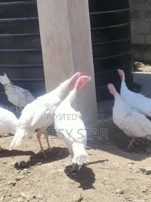White Holland Turkeys