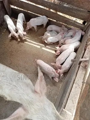 Pig Farming